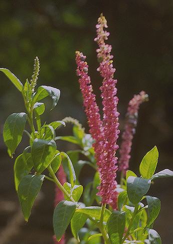 phytolacca decandra_2.jpg